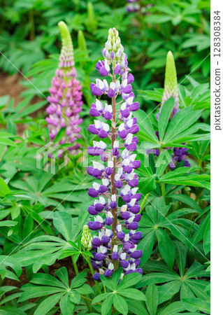 Beautiful blooming purple lupine flowers in forest park 128308384