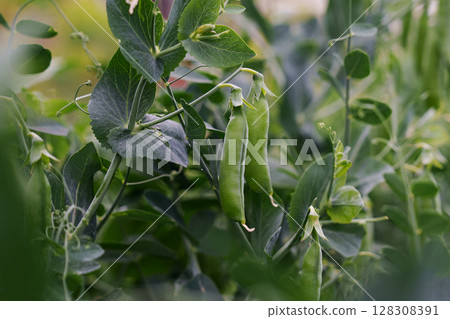 Pea bush with fresh, ripe two pods. Growing peas. Pea bush with fresh, ripe two pods. Growing peas. 128308391