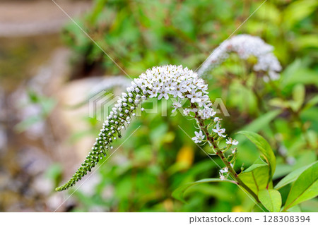 White tail-like flowers of the Japanese loosestrife blooming in a garden in early summer 128308394