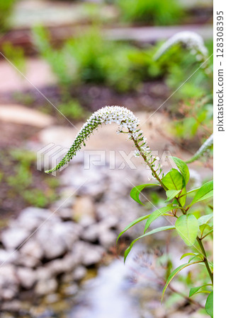 White tail-like flowers of the Japanese loosestrife blooming in a garden in early summer 128308395