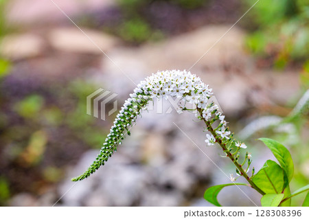 White tail-like flowers of the Japanese loosestrife blooming in a garden in early summer 128308396