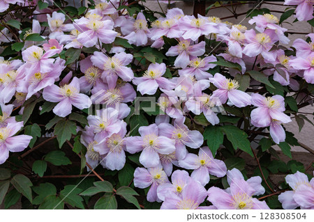 花園裡美麗而芬芳的鐵線蓮梅烯花 128308504