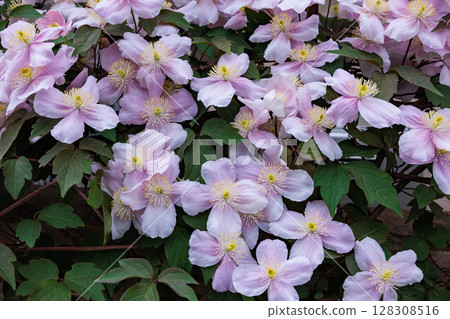 Beautiful and very fragrant clematis meyline flowers in the garden Beautiful and very fragrant clematis meyline flowers in the garden 128308516