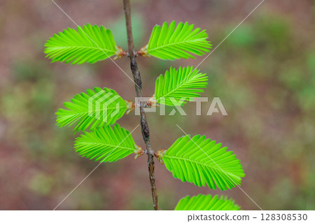 Beautiful young leaves of metasequoia in spring Beautiful young leaves of metasequoia in spring 128308530