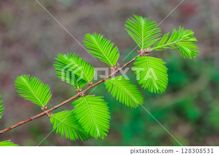 Beautiful young leaves of metasequoia in spring Beautiful young leaves of metasequoia in spring 128308531