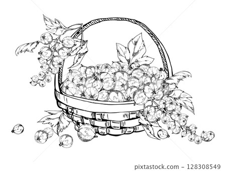 Currant gooseberry clusters, leaves in weaved basket, hand drawn in vector ink, ripe picked garden berry harvest, casseille jostaberry. Isolated illustration. Cosmetics, holistic lifestyle branding Currant gooseberry clusters, leaves in weaved basket, hand drawn in vector ink, ripe picked garden berry harvest, casseille jostaberry. Isolated illustration. Cosmetics, holistic lifestyle branding 128308549