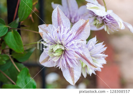 Clematis, a water fairy flower, blooming neatly in the early summer garden 128308557