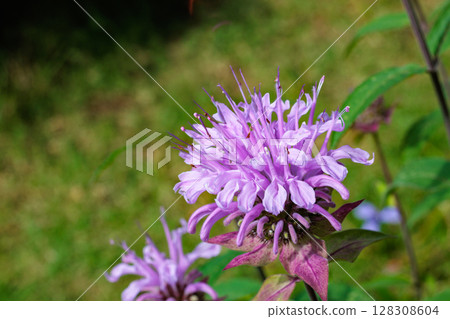 Close-up of fragrant pink monarda flowers in a garden Close-up of fragrant pink monarda flowers in a garden 128308604