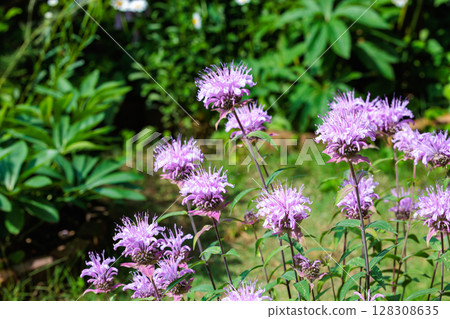 Fragrant pink monarda flowers in the garden 128308635