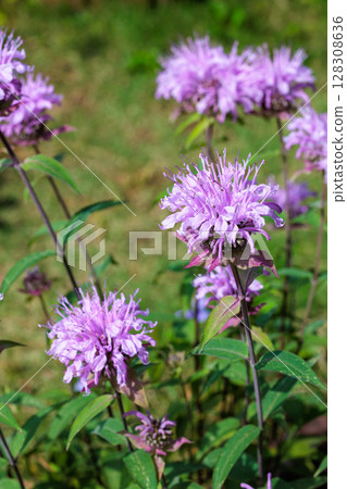 花園裡芬芳的粉紅色馬薄荷花 花園裡芬芳的粉紅色馬薄荷花 128308636