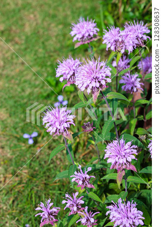 花園裡芬芳的粉紅色馬薄荷花 128308637