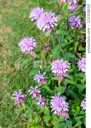 花園裡芬芳的粉紅色馬薄荷花 花園裡芬芳的粉紅色馬薄荷花 128308638