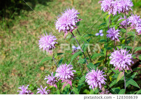 Fragrant pink monarda flowers in the garden 128308639