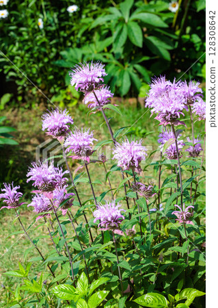 Fragrant pink monarda flowers in the garden Fragrant pink monarda flowers in the garden 128308642
