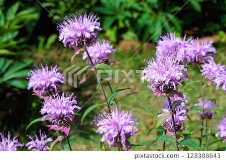 Fragrant pink monarda flowers in the garden Fragrant pink monarda flowers in the garden 128308643
