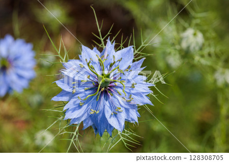花園裡盛開的美麗藍色黑種草的特寫 128308705