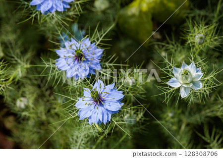 花園裡盛開的美麗藍色黑種草的特寫 128308706
