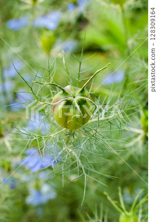 Close up of strangely shaped seeds of Nigella in the garden 128309164