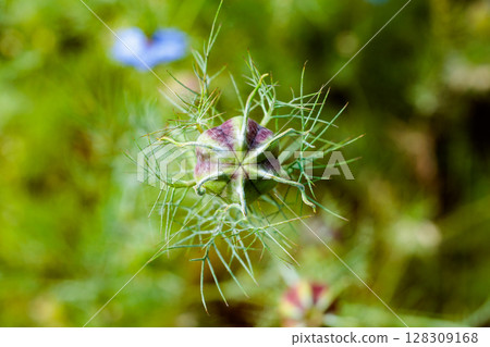 花園中形狀奇特的黑種草種子的特寫 花園中形狀奇特的黑種草種子的特寫 128309168