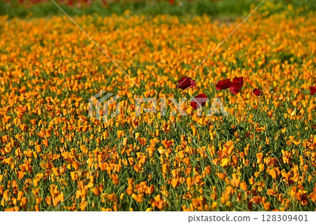Charleman poppy flowers in a California poppy flower field 128309401