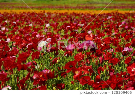 Poppy flower field 128309406