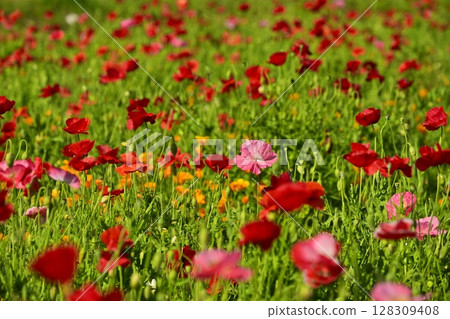 Poppy flower field Poppy flower field 128309408