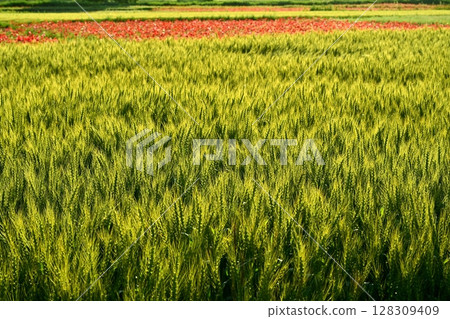 Wheat field and poppy flower field 128309409