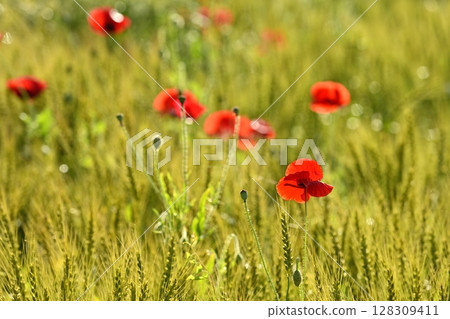 Poppy flowers blooming in a wheat field Poppy flowers blooming in a wheat field 128309411