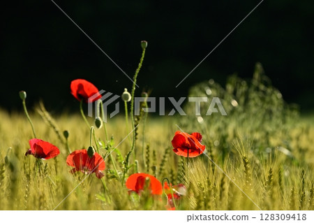 Poppy flowers blooming in a wheat field Poppy flowers blooming in a wheat field 128309418
