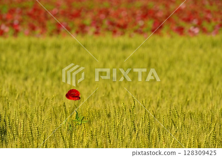 Poppy flowers blooming in a wheat field and a poppy flower field Poppy flowers blooming in a wheat field and a poppy flower field 128309425