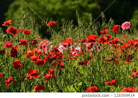 Poppy flower field Poppy flower field 128309434