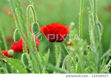 Poppy flowers 128309437