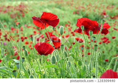 Poppy flower field Poppy flower field 128309440