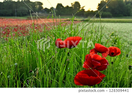 Poppy flowers blooming among wild grasses with morning dew and a poppy flower field Poppy flowers blooming among wild grasses with morning dew and a poppy flower field 128309441