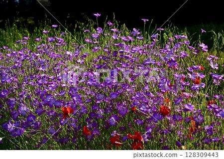 罌粟花盛開在石竹田間 128309443