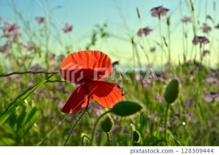 石竹田裡盛開的罌粟花 128309444