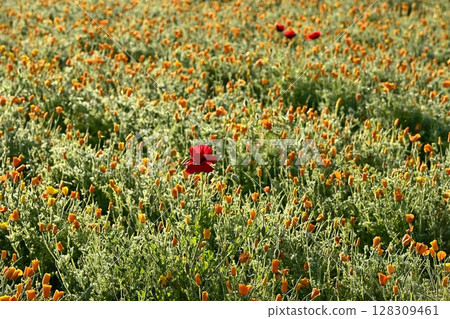 Charleman poppy flowers in a California poppy flower field Charleman poppy flowers in a California poppy flower field 128309461