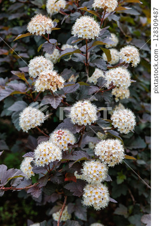 Diavolo flowers blooming in abundance in the early summer garden Diavolo flowers blooming in abundance in the early summer garden 128309487