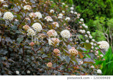 Diavolo flowers blooming in abundance in the early summer garden 128309489