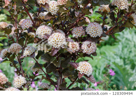 Diavolo flowers blooming in abundance in the early summer garden Diavolo flowers blooming in abundance in the early summer garden 128309494