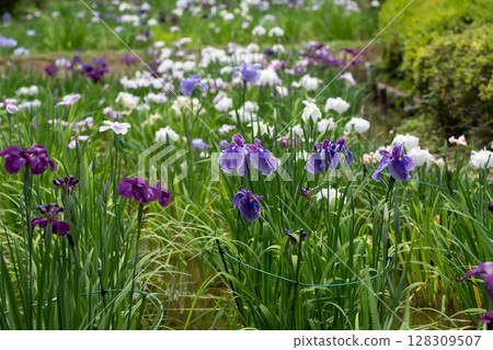 Irides of Yakushi-ike Park 128309507