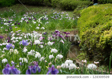 Irides of Yakushi-ike Park 128309509