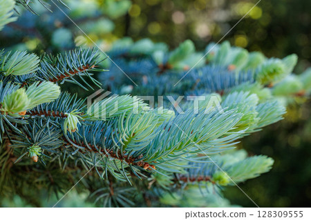 Close-up of young leaves of Norway spruce in spring Close-up of young leaves of Norway spruce in spring 128309555