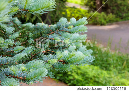 Close-up of young leaves of Norway spruce in spring Close-up of young leaves of Norway spruce in spring 128309556