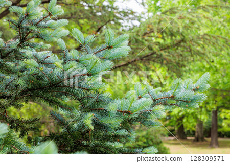 春天，挪威雲杉的嫩葉又細又美麗 128309571