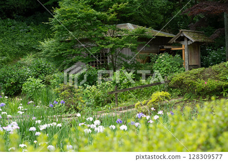 Irides of Yakushi-ike Park 128309577