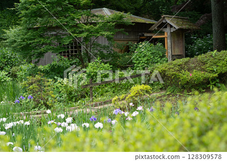 Irides of Yakushi-ike Park 128309578