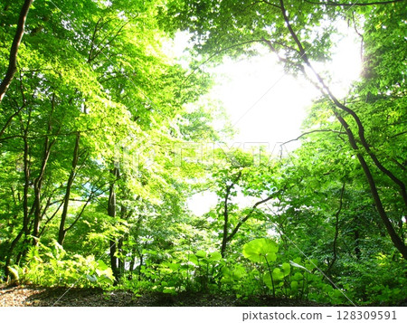 森林,陽光透過樹木,樹葉,樹木,綠色,大自然,森林浴 森林,陽光透過樹木,樹葉,樹木,綠色,大自然,森林浴 128309591