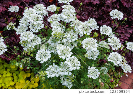 Orthia flowers blooming in the garden Orthia flowers blooming in the garden 128309594