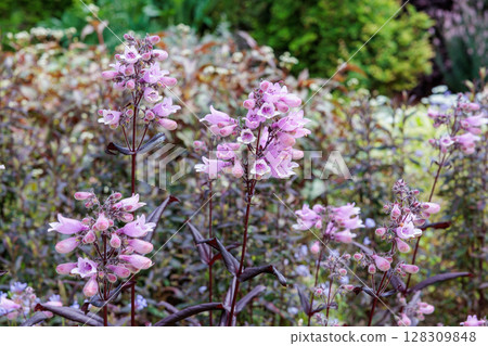 初夏花園裡整齊綻放的釣鐘柳黑塔花 128309848